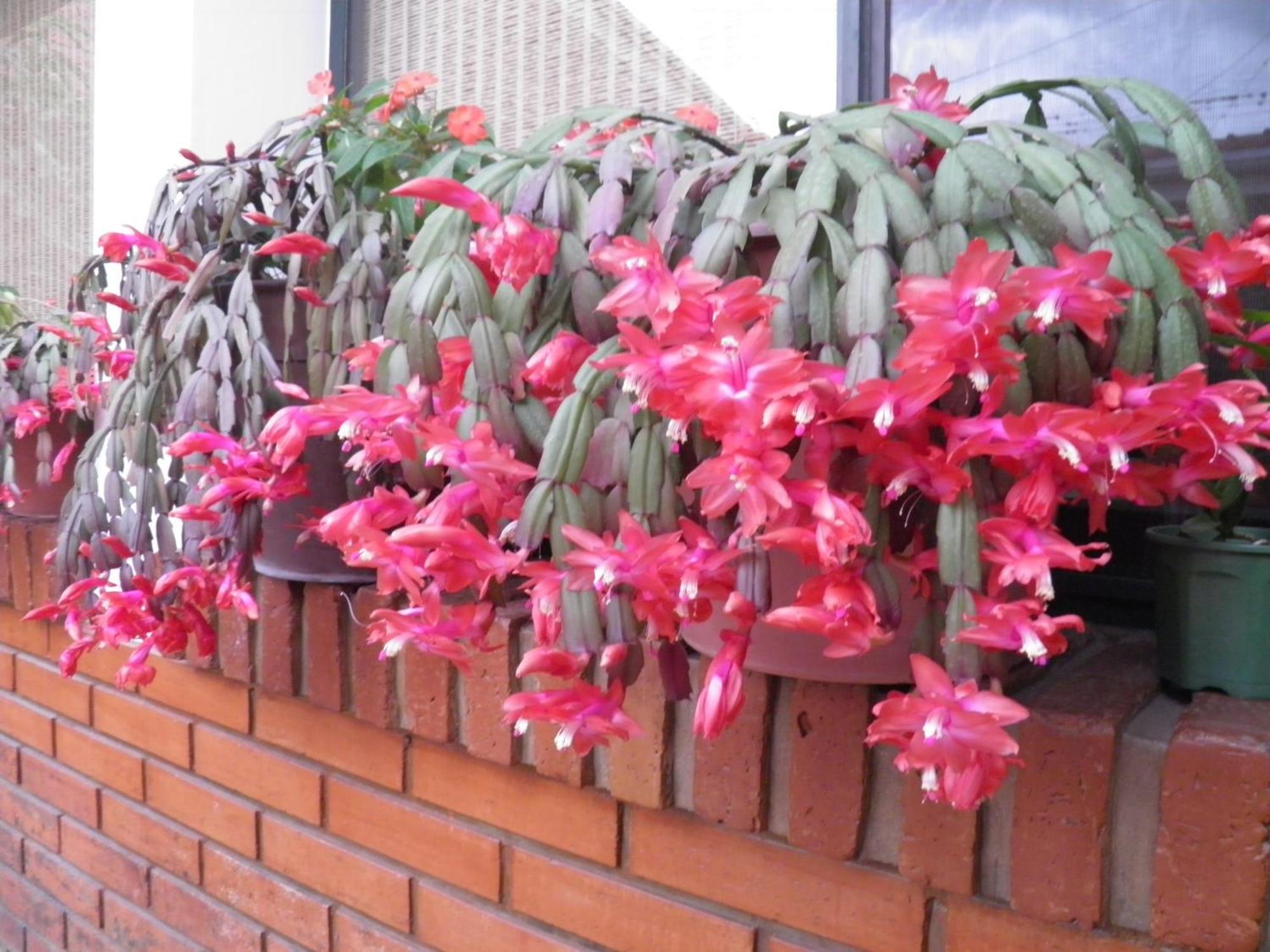 Hosteria Suyana San Salvador de Jujuy Exterior foto